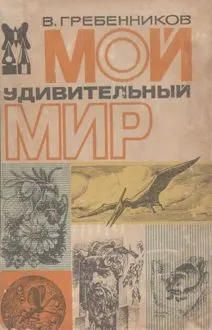 Обложка: Мой удивительный мир