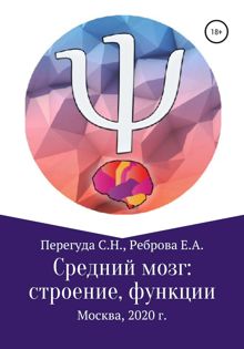 Обложка: Средний мозг: строение и функции